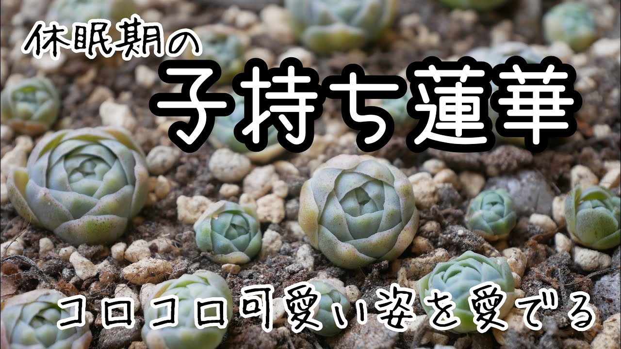 日々のちょこっと多肉事】休眠期に入った子持ち蓮華 - YouTube