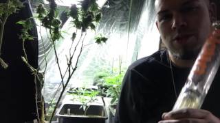 Veg Room 4:20 Smoke Session