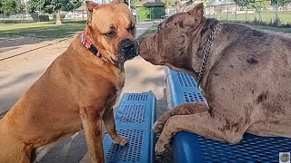 Cane Corso & American Bully XL, Two Giants At Dog Park by Bodhi's World 906 views 2 days ago 12 minutes, 40 seconds