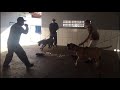 Bullmastiff vs Fila Brasileiro (Brazilian Mastiff) in real life: Protection and Guard dog training