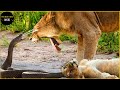 ライオンが間違ったヘビと戯れる 30 秒の瞬間 | アニマル