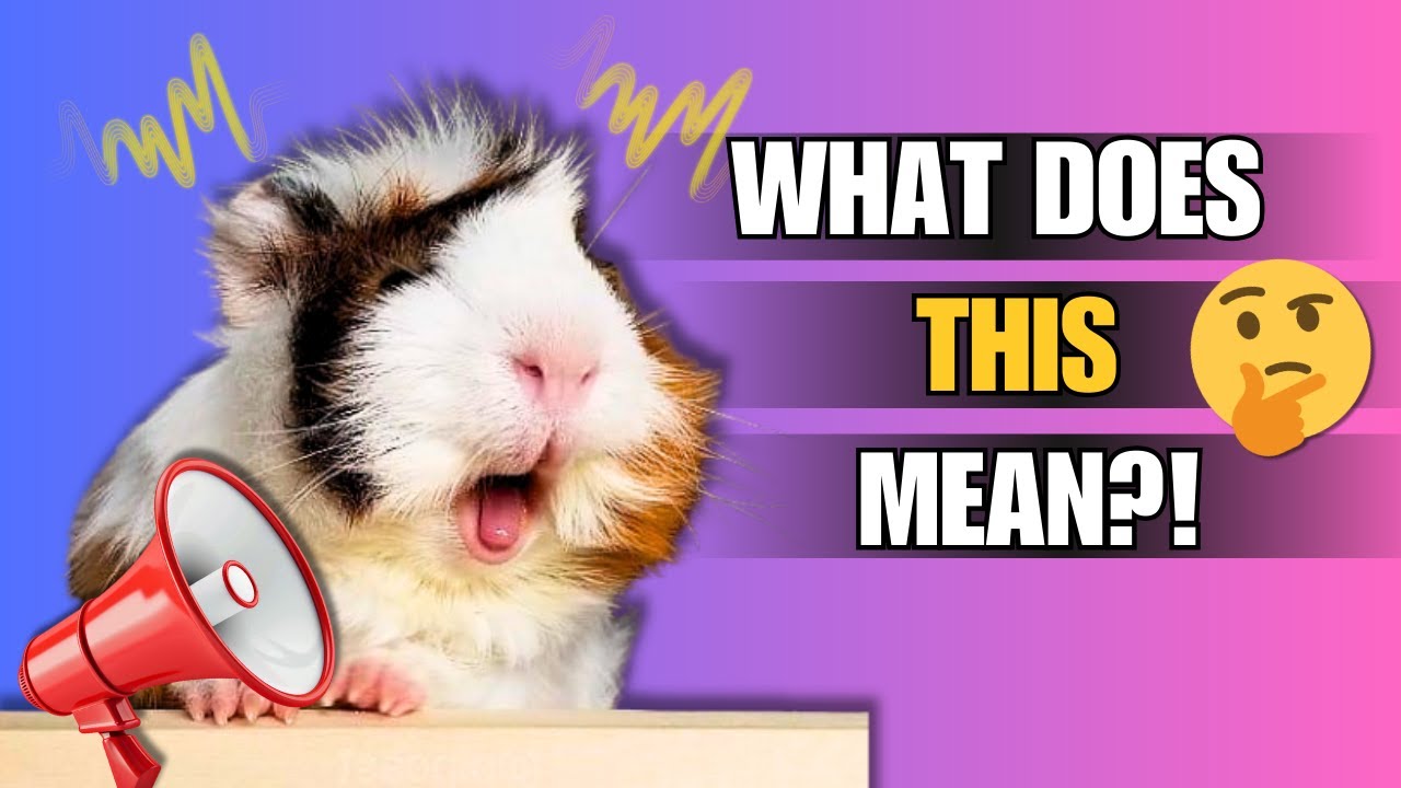 ВСЕ звуки морской свинки 🔊🐹