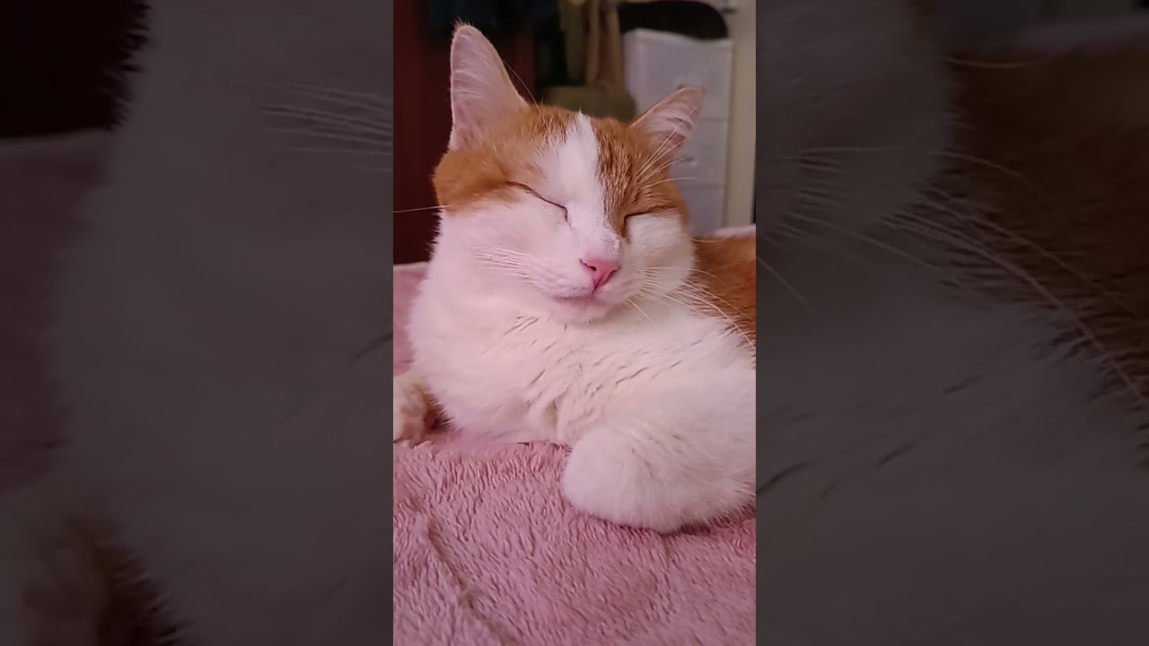 Sleep is a powerful force. 