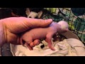 Chinese crested puppies 1 day old