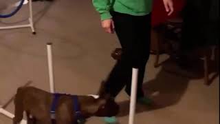 Kobe - adoptable boston terrier from SNORT Rescue