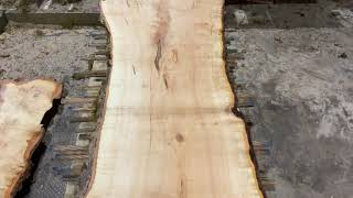 Freshly Cut, Live-Edge, Figured, 20 foot +, Big Leaf Maple Slab
