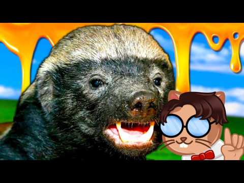 EL gato reacciona a "Tejón Melero"
