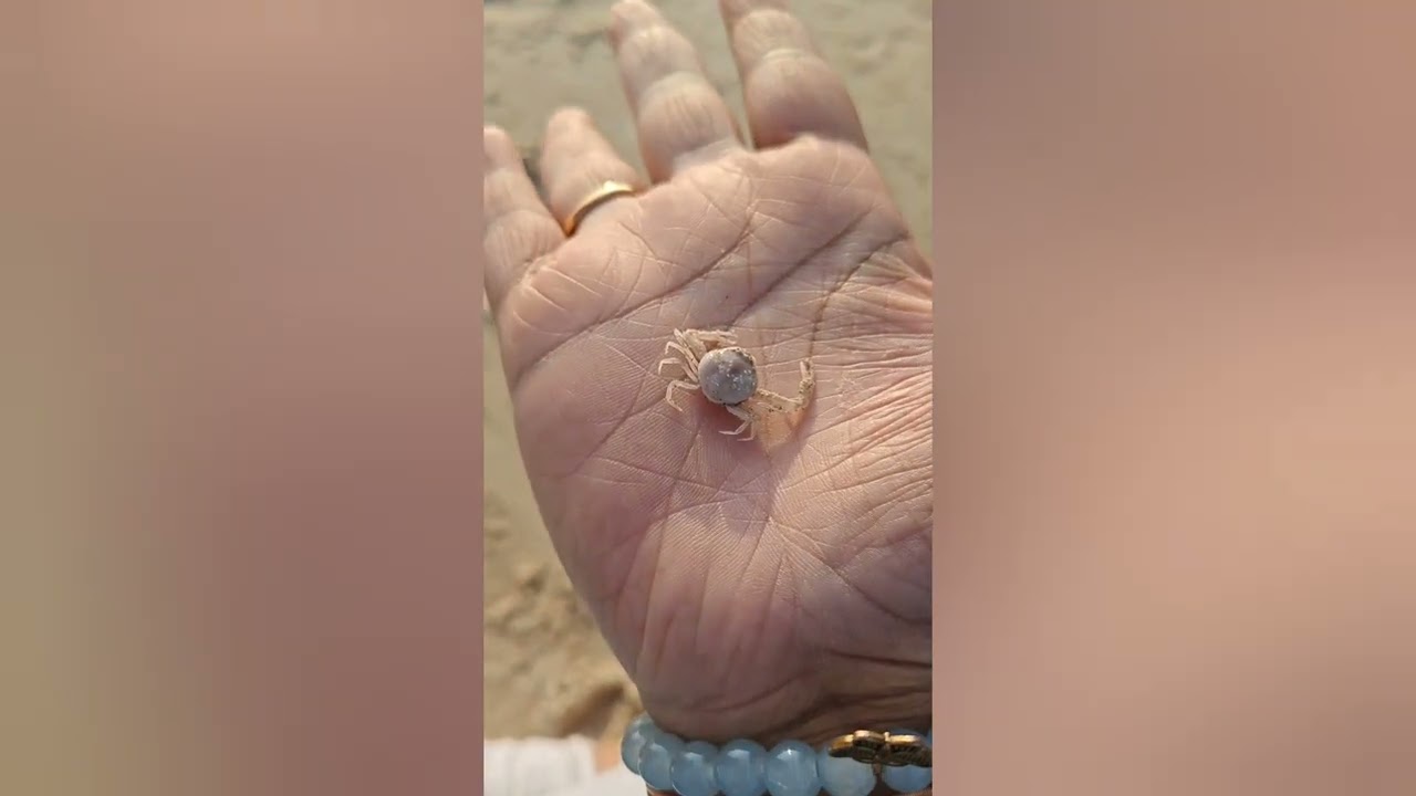 Ghost crab 👻🦀