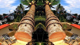#rajawoodcutting #treecutting / Amazing Coconut Tree Cutting / Chainsaw