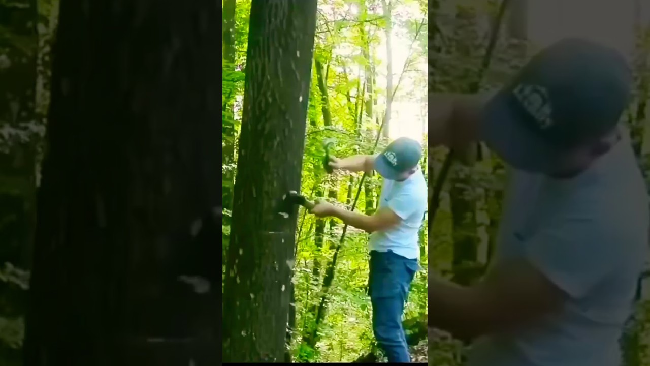 Cot house in the forest 