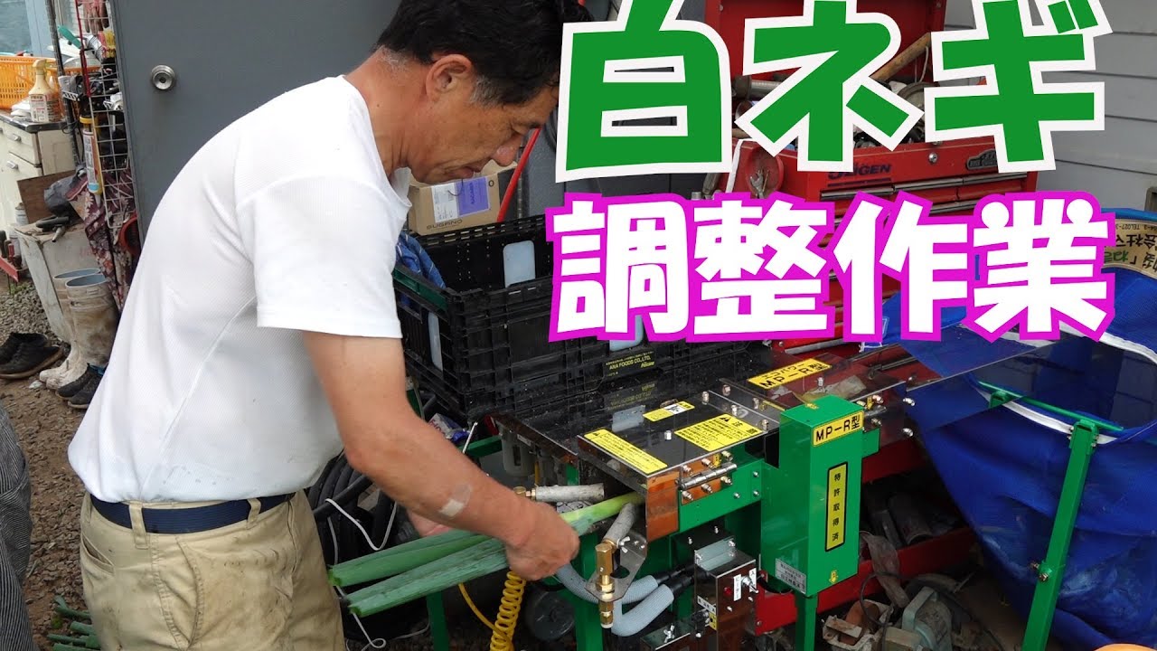 ネギ初出荷・調整作業ととうもろこし🌽畝間除草作業19/7/3＃727