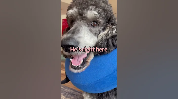 Sassy beast😂 #iambunny #booktube #fluentpet