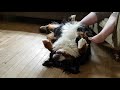 Max our Bernese Mountain Dog loves his belly scratch