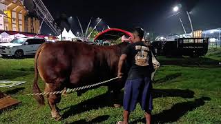 Sapi kandang bruno sudah tiba di kontes sapi appsi jember 2025 screenshot 1