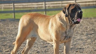 English mastiff dog breed info, price in India in hindi English mastiff dog breed info, price in India in hindi