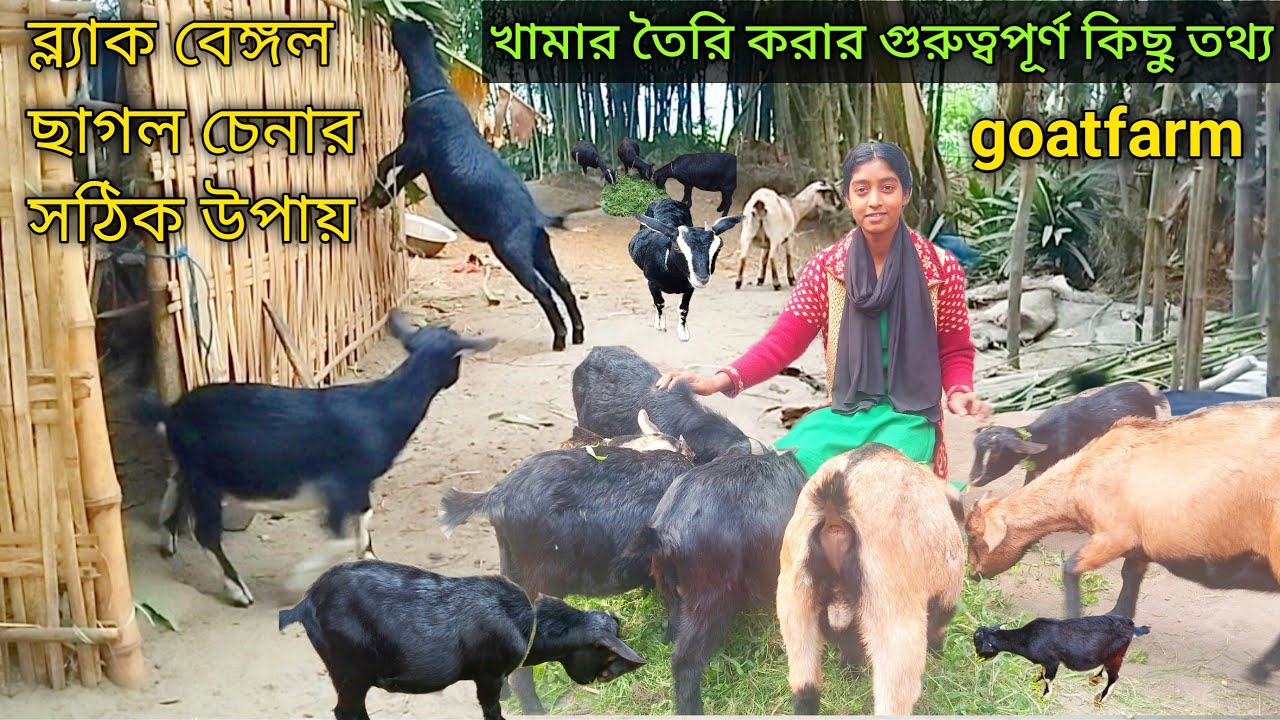 সফলতা অর্জনের লক্ষ্যে ১০০% ব্ল্যাক বেঙ্গল ছাগল পালন এর কোন বিকল্প নেই ...