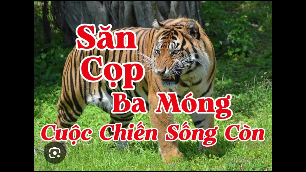 SĂN CỌP BA MÓNG - CUỘC CHIẾN SỐNG CÒN | Lê Anh diễn đọc 