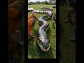 Giant Python vs Monkey: A Baby Rescue Tale#shorts #animals #funny