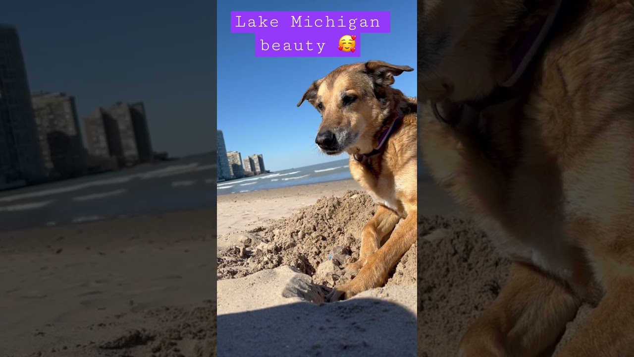 🥰 Gorgeous dog day at Lake Michigan 