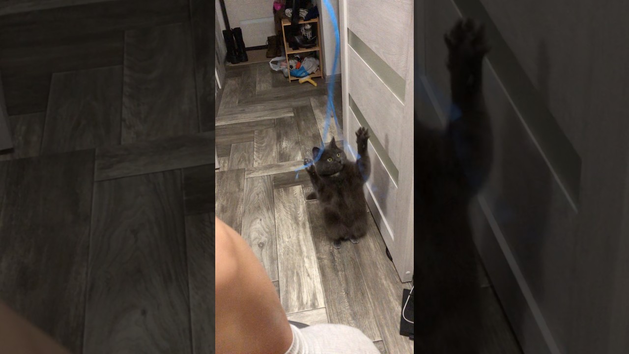 My cat is looking at me while I’m eating… she’s hungry:) 