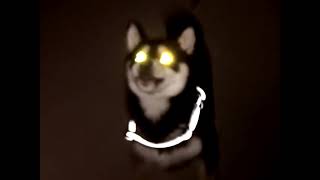 just a regular good boy, nothing to see here folks