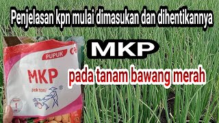 Penjelasan kpn mulai dimasukan dan dihentikannya MKP pada bawang merah