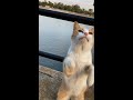 目の前でチュールをあげてみた。公園猫 Standing Cat 1/3 Vol.108 #shorts