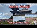 Nara hokiji cosmos flowers 2022 pasyal tayo dito 👍コスモス🌸法起寺🌸季節ですねー👍