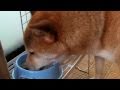 柴犬ジローの朝ごはん　shiba inu
