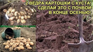 НЕ ПЕРВЫЙ ГОД  2 ВЕДРА КАРТОШКИ С КУСТА!ВСЕГДА ДЕЛАЮ ЭТО С ПОЧВОЙ В НОЯБРЕ.ВСЕ СОСЕДИ ОБЗАВИДОВАЛИСЬ