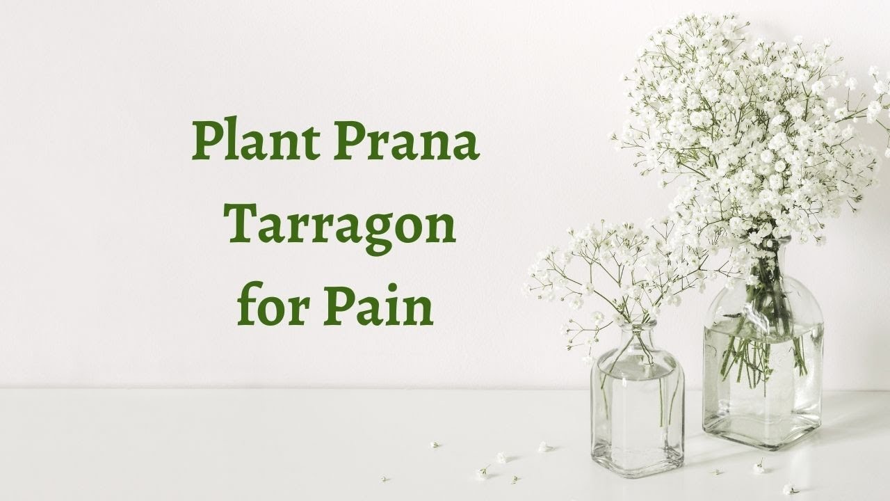 Plant Prana Tarragon for Pain YouTube