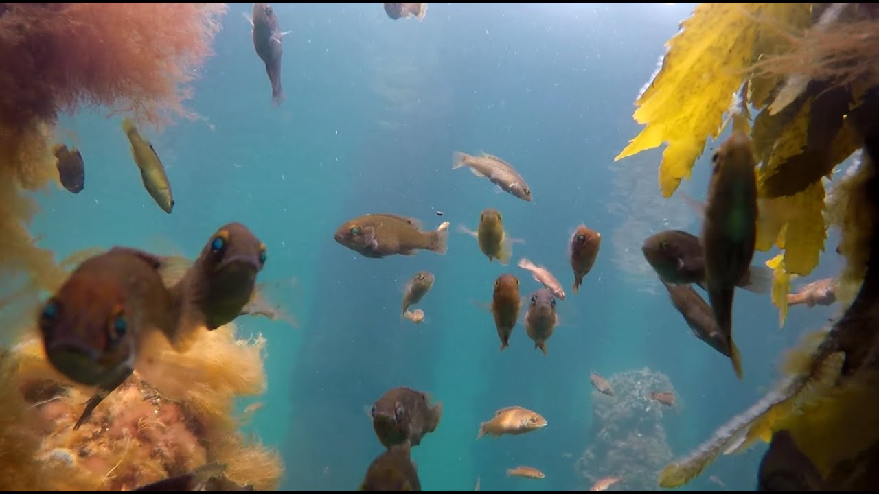 Cape Breton Connects - S2E2 Lake Impacts-Market