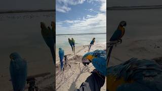 training young macaws to fly freely #animals #parrot #funny