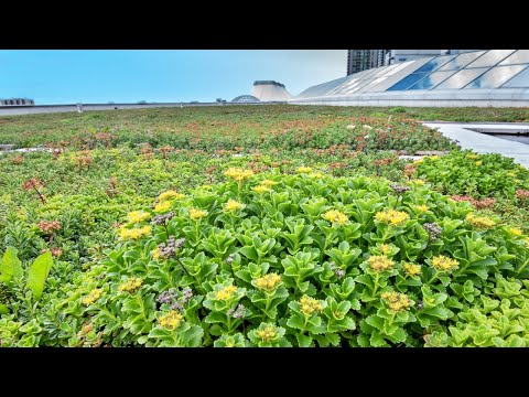 Vidéo: Sherway Gardens : un centre commercial à Etobicoke