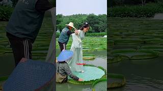 Strongest Leaf On Earth