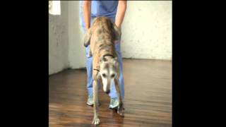 Video 25 Dog Physical Therapy Wheelbarrow