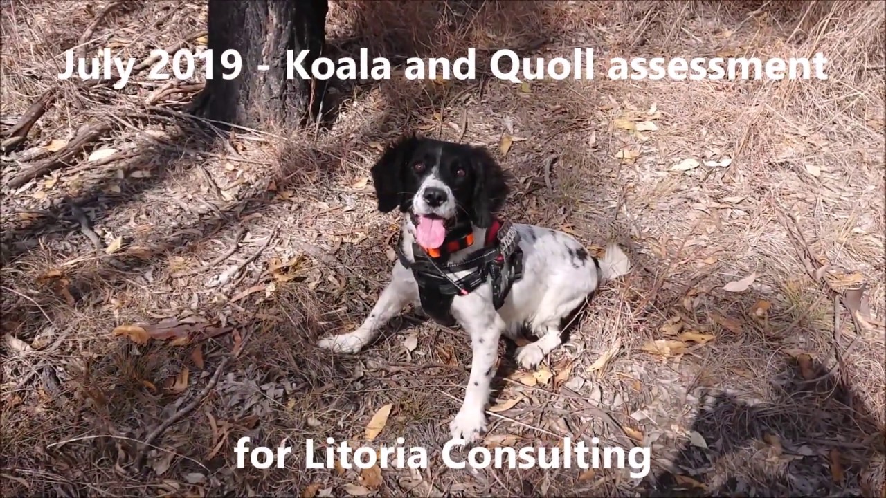 OWAD Environment Koala and Quoll detection dogs