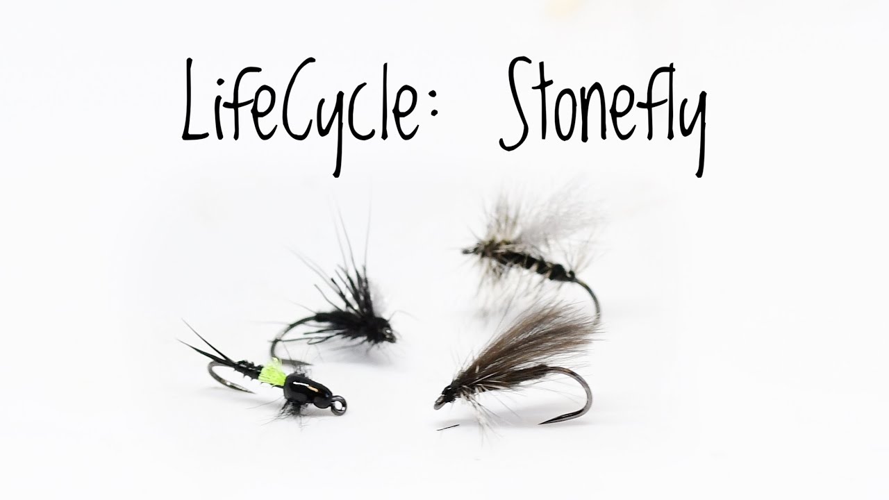 1 Life Cycle: Stonefly - Fly Tying Tutorial 