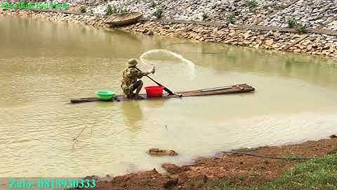 Cá Koi: Hướng Dẫn Diệt Tảo Lam Hồ Koi Tự Nhiên