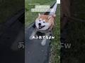 水があふれてる…😂水の流れを完全に止めた柴犬‼️ #柴犬　#犬　#かわいい犬 #面白い　#犬のいる暮らし