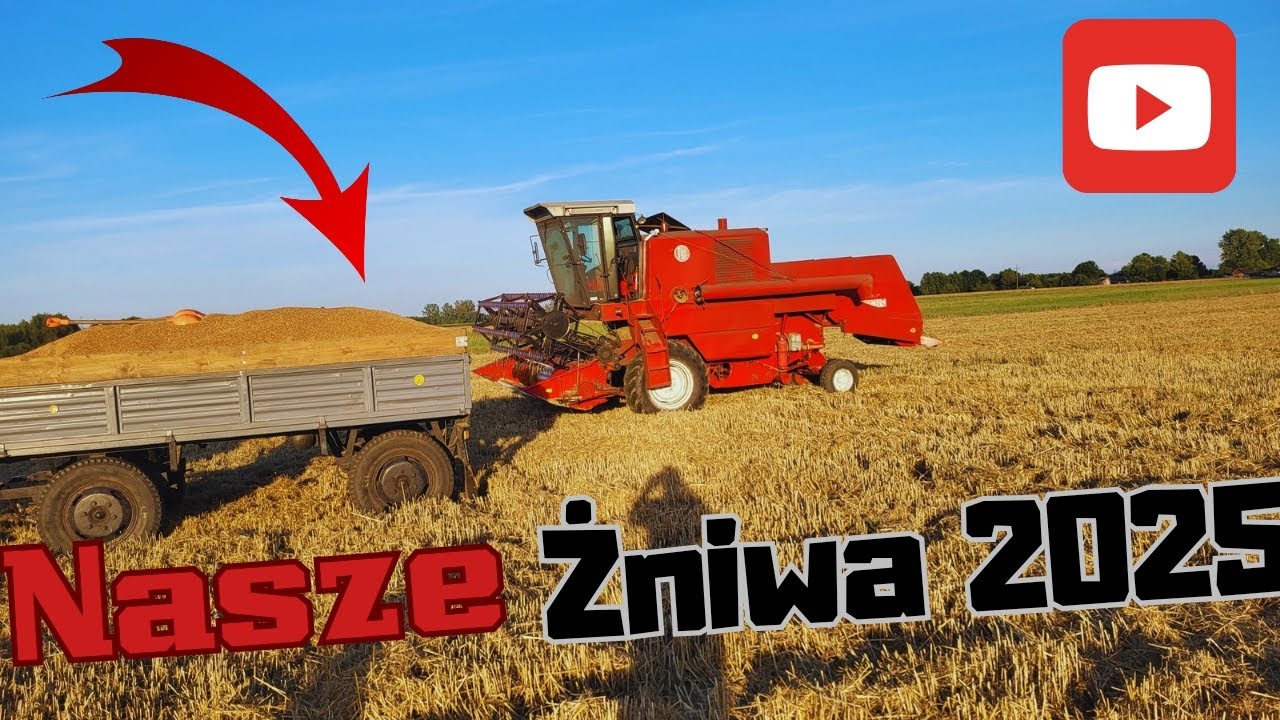 Potężne Młócenie Pszenicy BIZONEM | Nasze ŻNIWA 2025