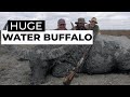 SCi Water Buffalo 'Film' | Worlds BIGGEST Buffalo