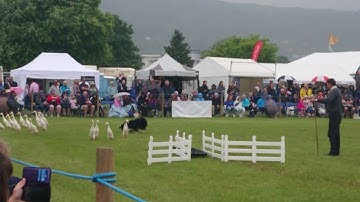 Sheepdog and duck 🦆 herding