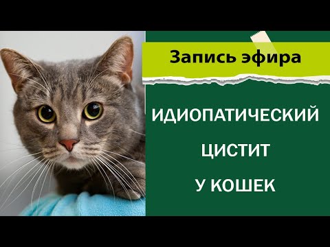 Идиопатический цистит у кошек