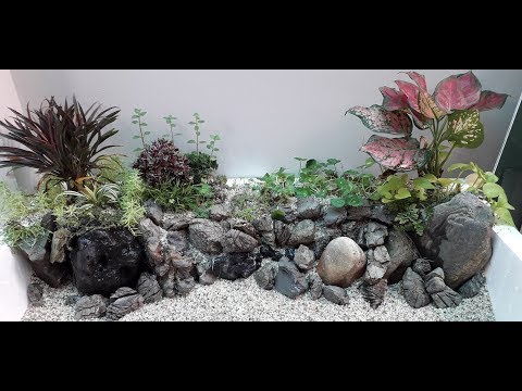 Video Hồ Bờ Sông #1: Thủy Sinh Thùng Xốp Bán Cạn Cho Cá Bảy... - youtube