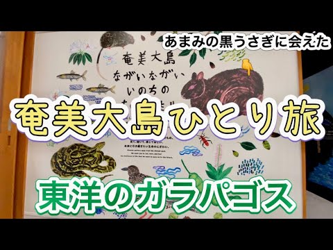 【奄美大島】自然に癒された３泊４日の旅＃２｜B級島料理てっちゃん｜サンドイッチカフェあまみ｜世界自然遺産センター｜絶景スポット｜オススメ宿　Day２
