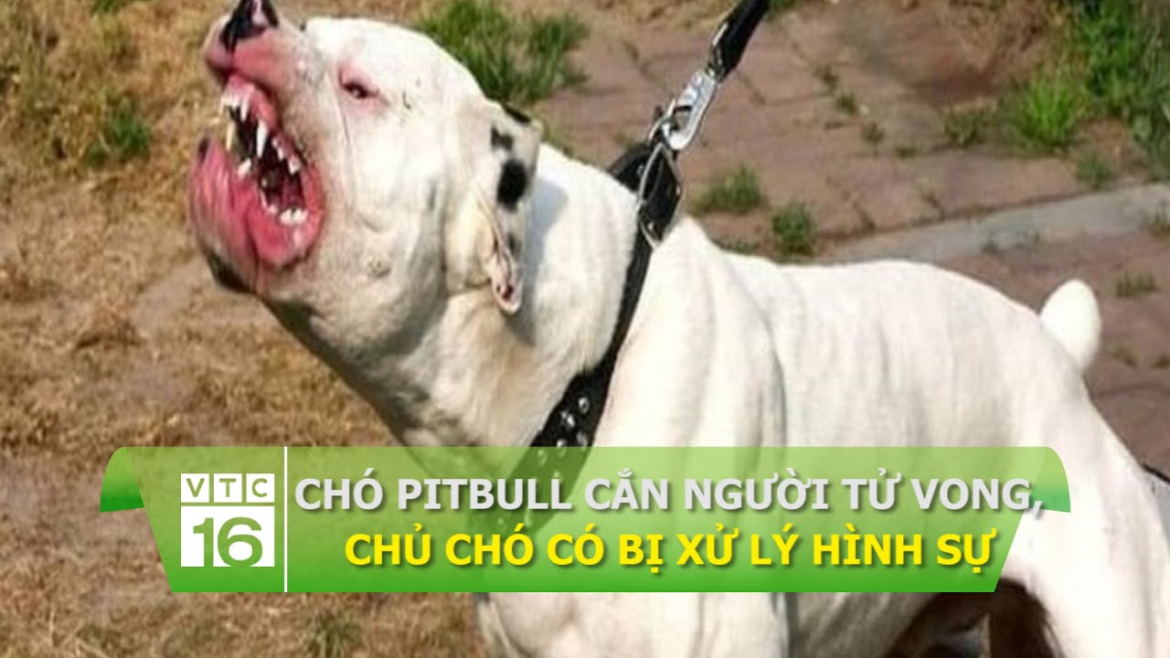Chó Pitbull cắn người tử vong, chủ chó có bị xử lý hình sự ...