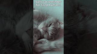 Soft Cat Affirmations for Sleep 🐾 | Relaxing Cat Video for Stress Relief & Anxiety