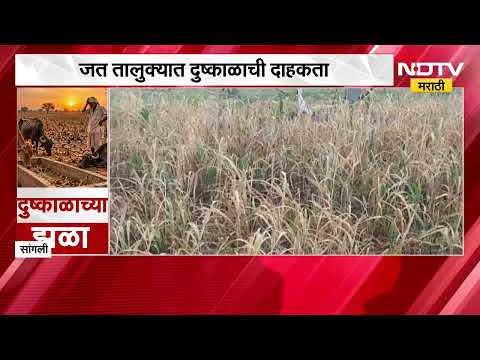 Sangli Drought | तलाव पडले कोरडे, सांगलीच्या जत तालुक्यात दुष्काळाची दाहकता दाखवणारा रिपोर्ट