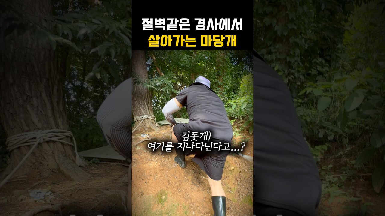 평생 가파른 언덕 위에서 살아온 마당개
